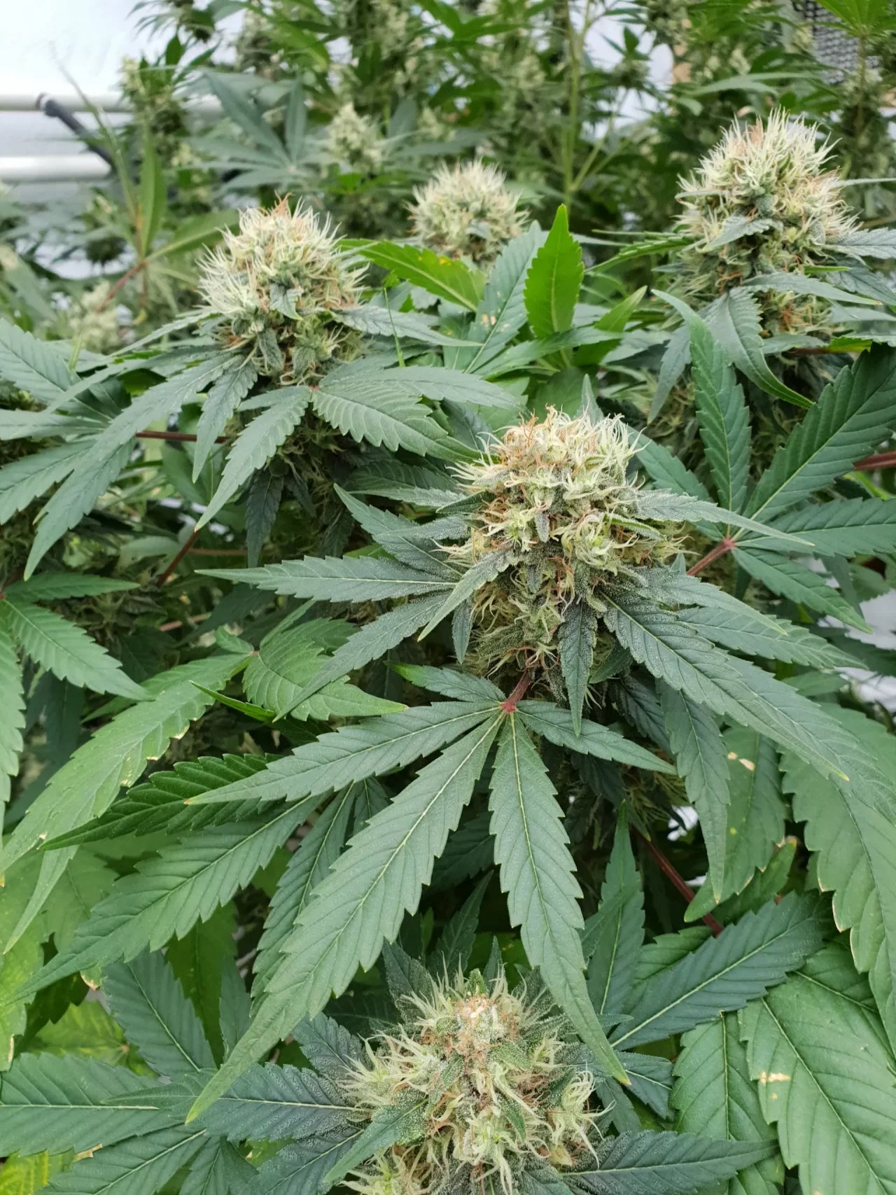 PARADISE SEEDS - STROMBOLI AUTO