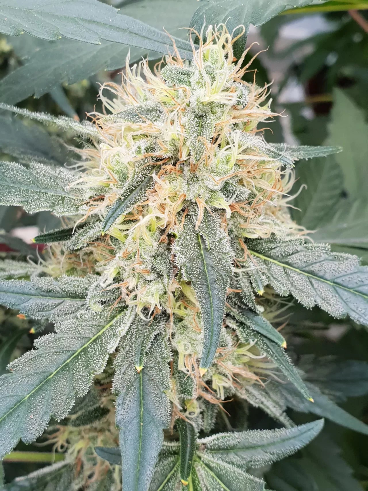 PARADISE SEEDS - STROMBOLI AUTO