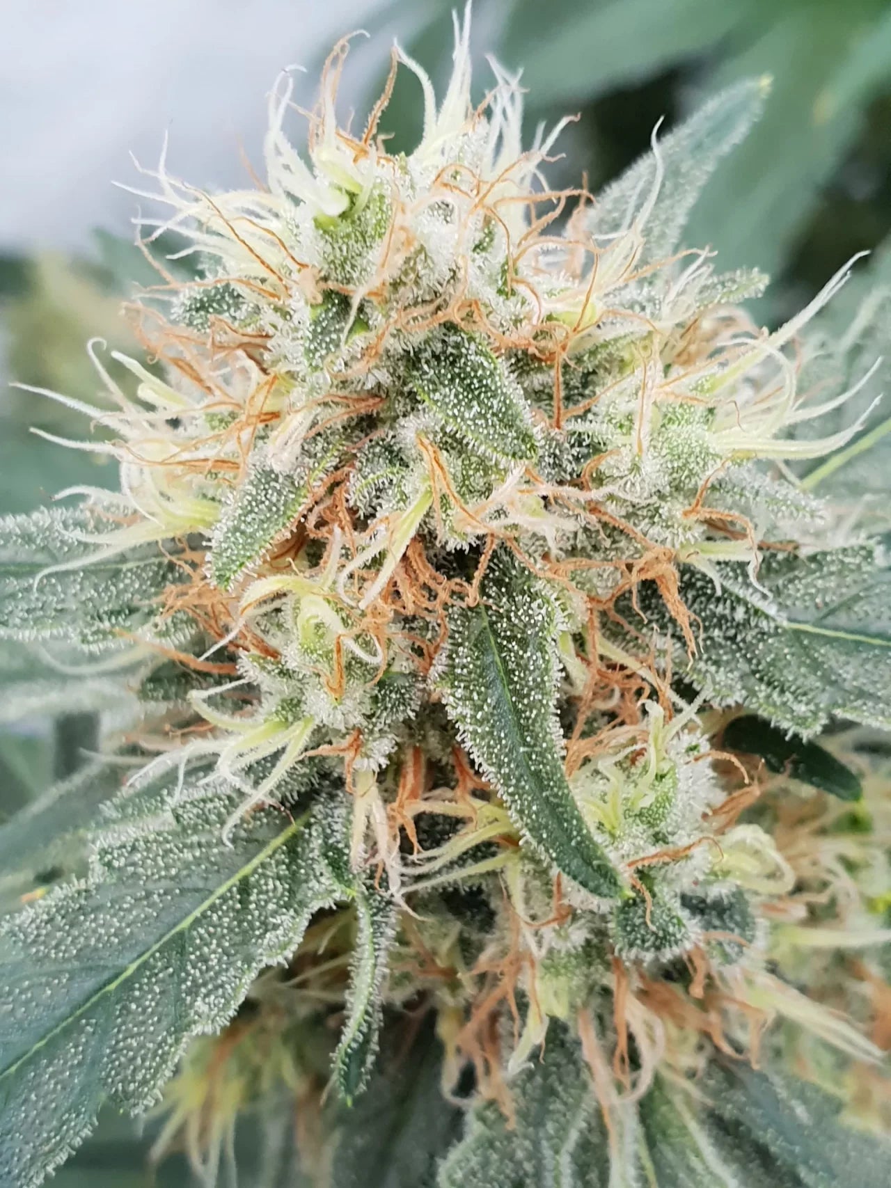 PARADISE SEEDS - STROMBOLI AUTO