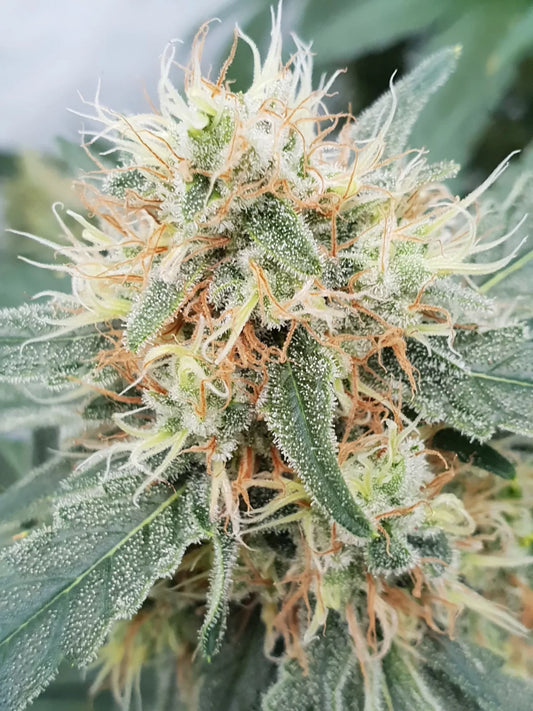 PARADISE SEEDS - STROMBOLI AUTO