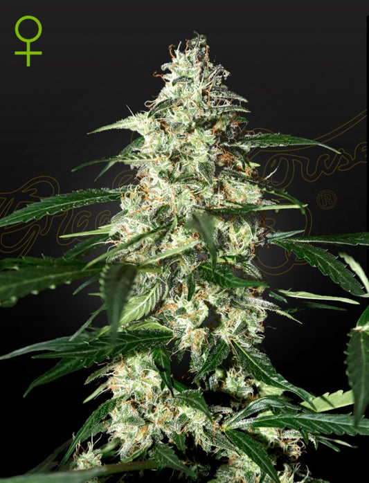 STRAIN HUNTERS - SKUNK AUTOFLOWERING
