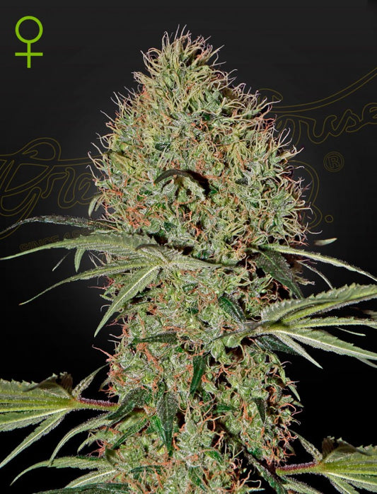GREEN HOUSE - SUPER BUD AUTOFLOWERING