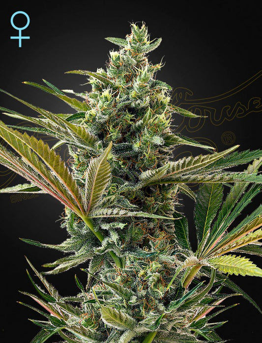 GREEN HOUSE - SUPER LEMON HAZE AUTOFLOWERING CBD