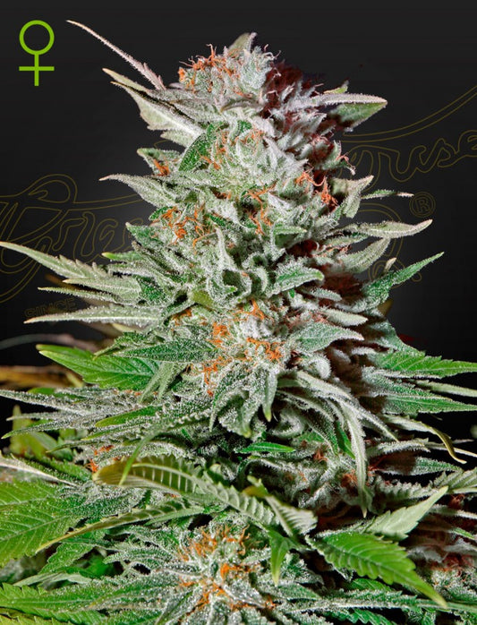 GREEN HOUSE - SUPER LEMON HAZE AUTOFLOWERING