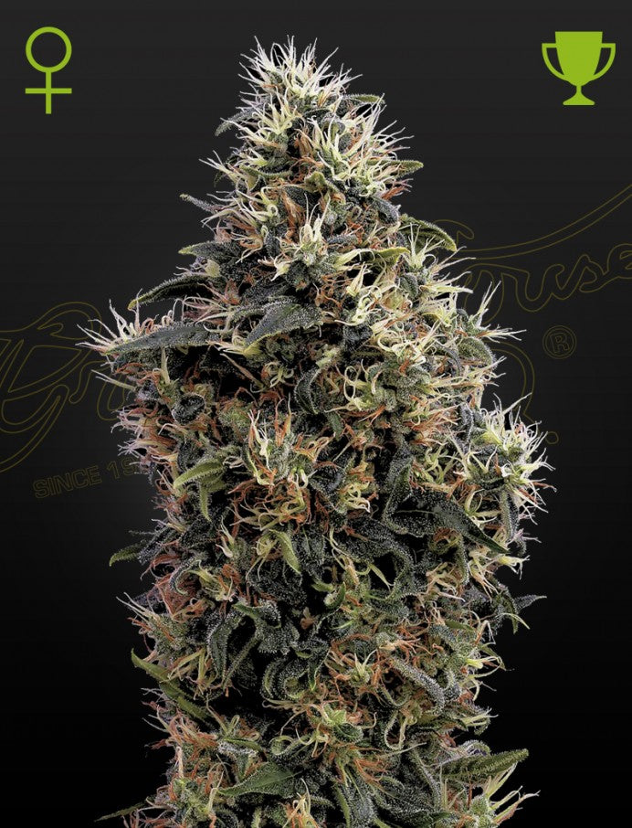 GREEN HOUSE - SWEET MANGO AUTO