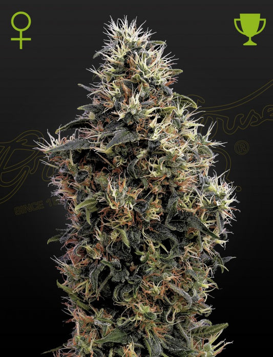 GREEN HOUSE - SWEET MANGO AUTO