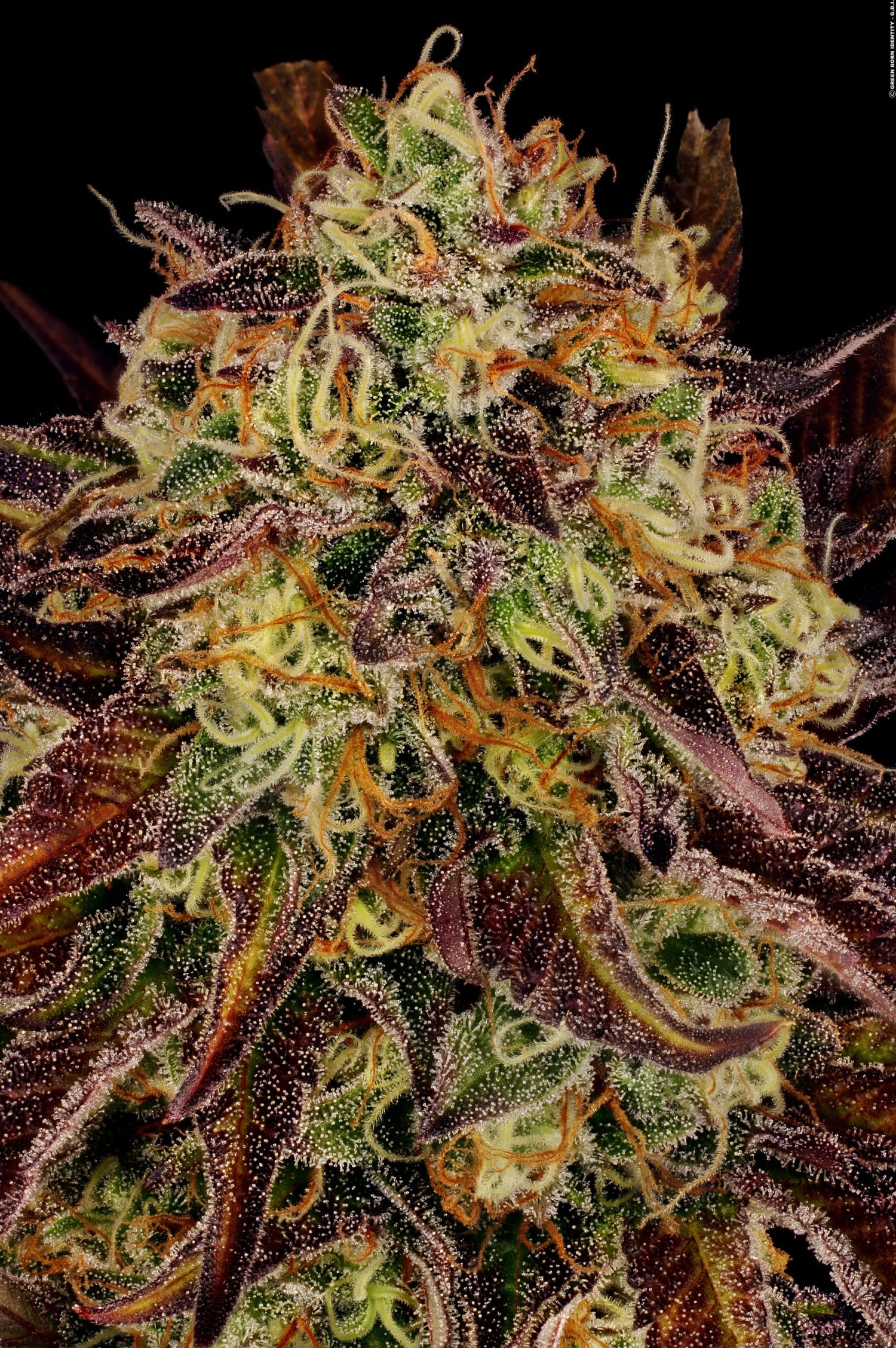 PARADISE SEEDS - TANGERINE SORBET