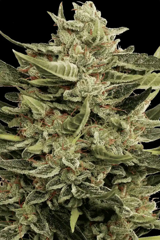 PARADISE SEEDS - VERTIGO AUTO