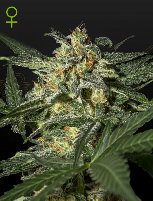 GREEN HOUSE - WHITE WIDOW AUTO