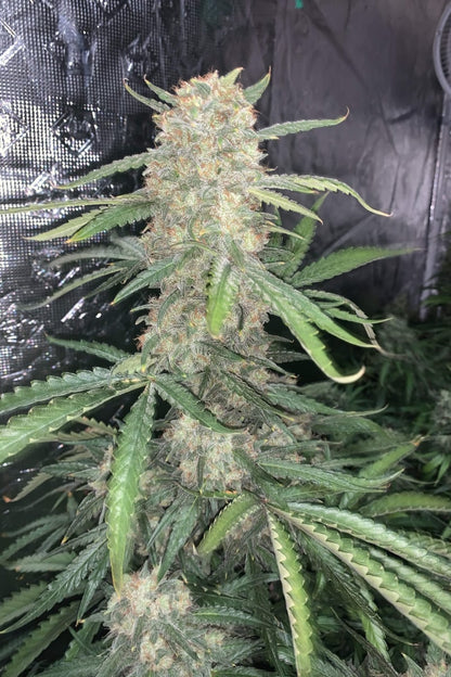 FAST BUDS - OG KUSH AUTO