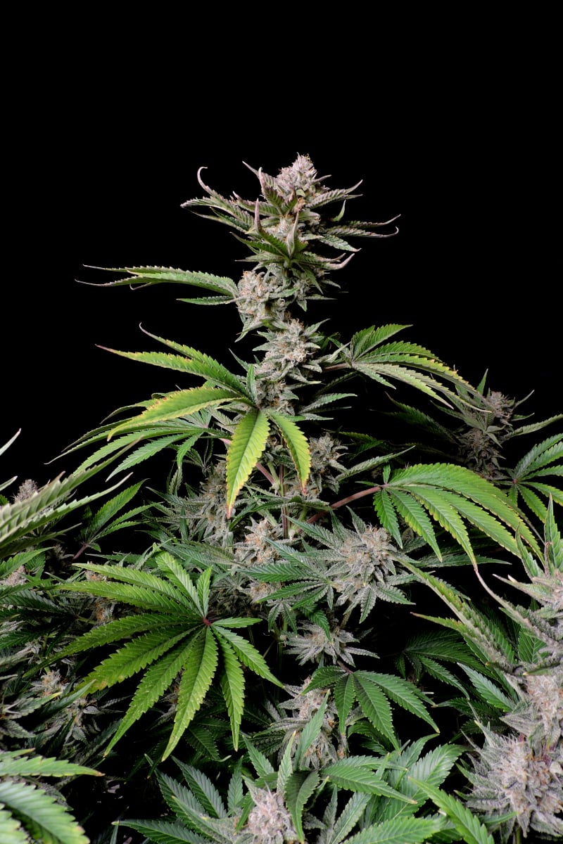 FAST BUDS - CHERRY COLA AUTO