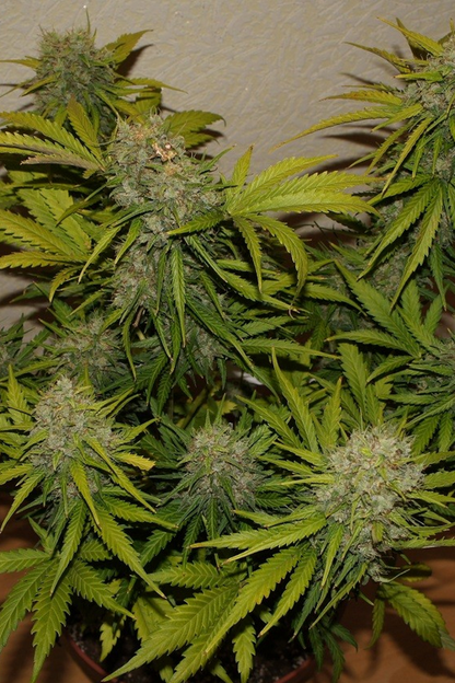FAST BUDS - GRAPEFRUIT AUTO