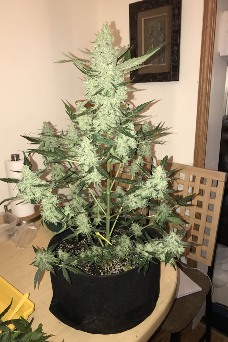 FAST BUDS - GREEN CRACK AUTO