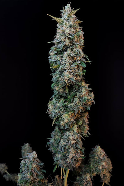 FAST BUDS - SOUR DIESEL AUTO