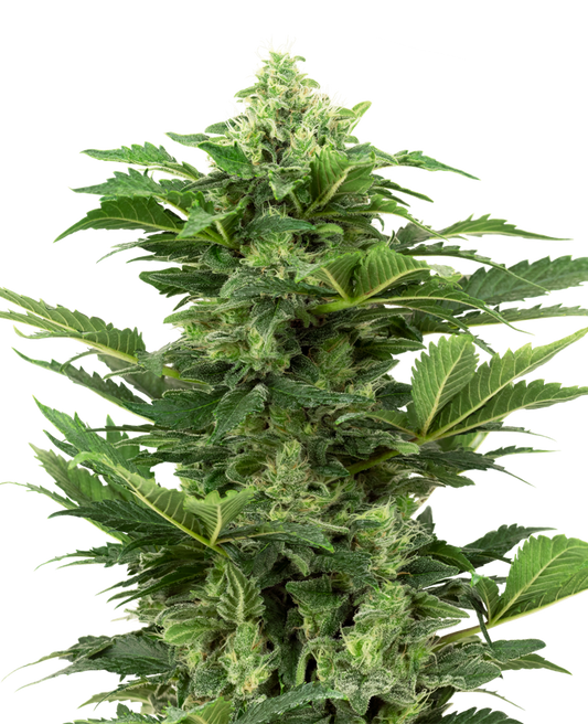 SENSI SEEDS - AFGHAN PEARL CBD AUTO - RESEARCH