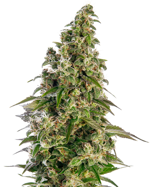 SENSI SEEDS - AFGHANI #1 AUTOMATICA - REDUX SERIES