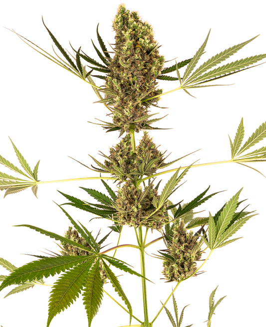 SENSI SEEDS - ALPINE DELIGHT CBD AUTO (EX SENSI #41)