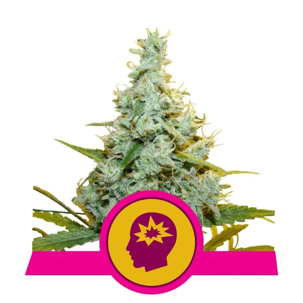 ROYAL QUEEN SEEDS - AMG AMNESIA MAC GANJA