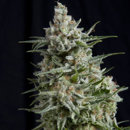 PYRAMID SEEDS - ANESTHESIA CBD