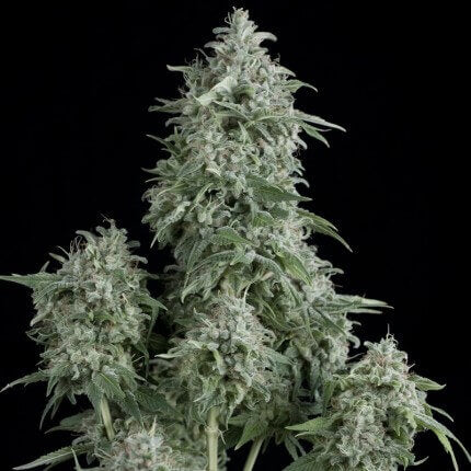 PYRAMID SEEDS - ANUBIS FEM