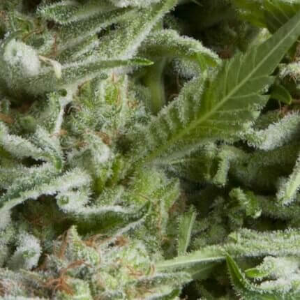 PYRAMID SEEDS - AUTO ALPUJARRENA