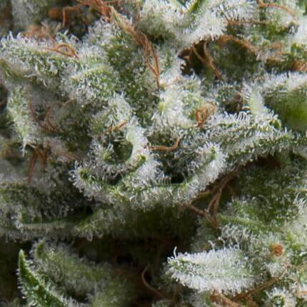 PYRAMID SEEDS - AUTO ANESTHESIA