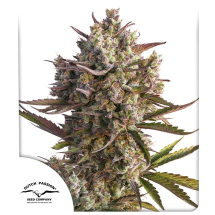 DUTCH PASSION - BLUEBERRY AUTO