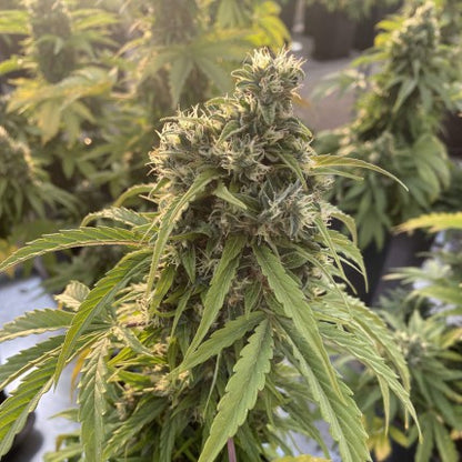DUTCH PASSION - CBD VICTORY AUTO