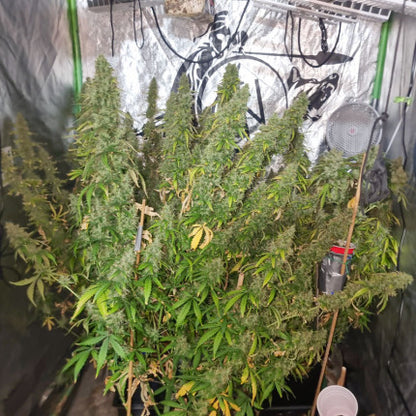 DUTCH PASSION - CBD VICTORY AUTO
