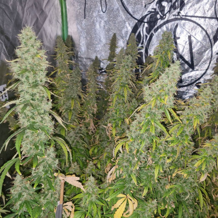 DUTCH PASSION - CBD VICTORY AUTO