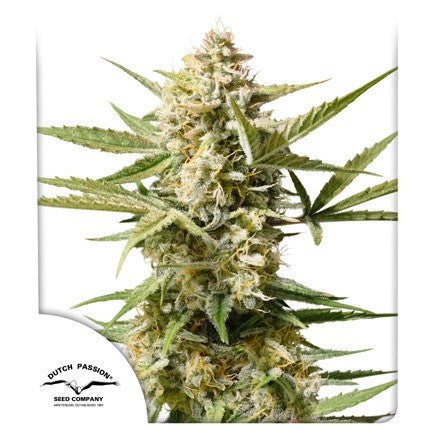 DUTCH PASSION - CINDERELLA JACK AUTO