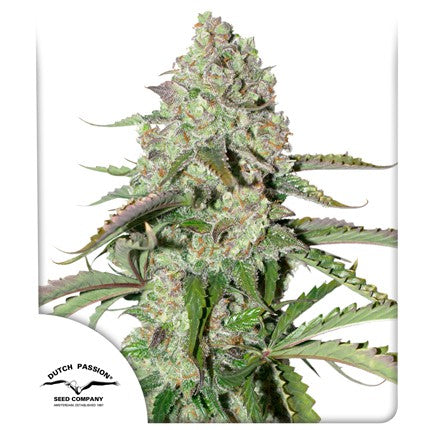 DUTCH PASSION - COLORADO COOKIES AUTO