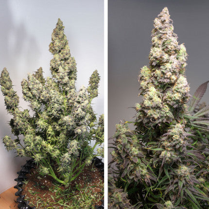 DUTCH PASSION - COLORADO COOKIES AUTO