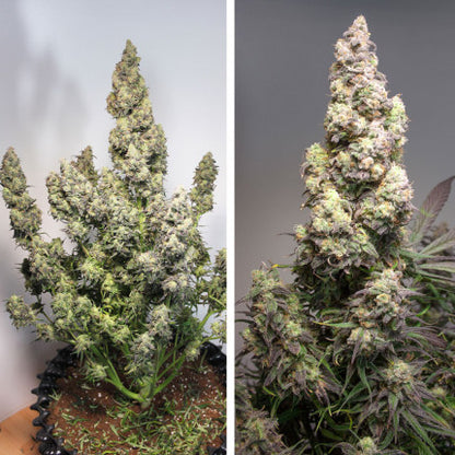 DUTCH PASSION - COLORADO COOKIES AUTO