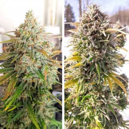 DUTCH PASSION - COLORADO COOKIES AUTO