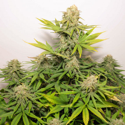 DUTCH PASSION - COLORADO COOKIES AUTO