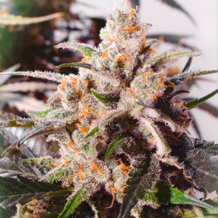 DUTCH PASSION - COLORADO COOKIES AUTO