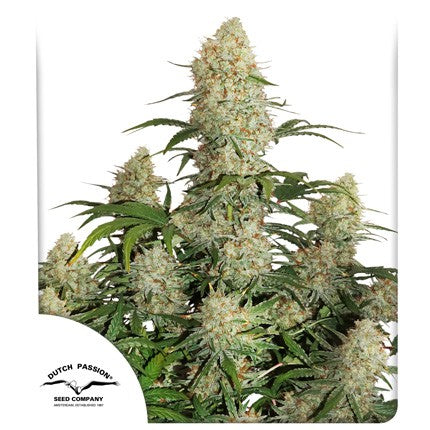 DUTCH PASSION - CRITICAL ORANGE PUNCH AUTO