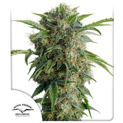 DUTCH PASSION - DAIQUIRI LIME AUTO