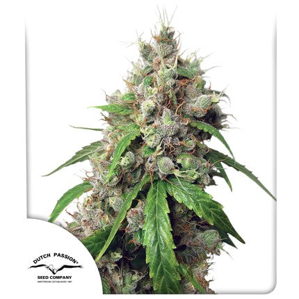 DUTCH PASSION - EUFORIA AUTO