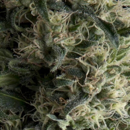 PYRAMID SEEDS - GALAXY AUTO