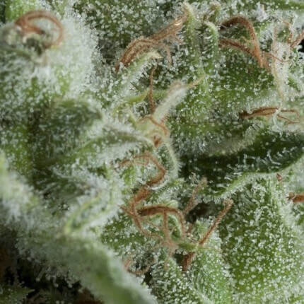 PYRAMID SEEDS - KRYPTONITE AUTO