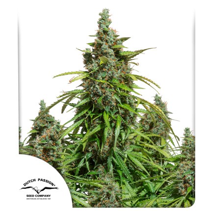 DUTCH PASSION - MAZAR AUTO