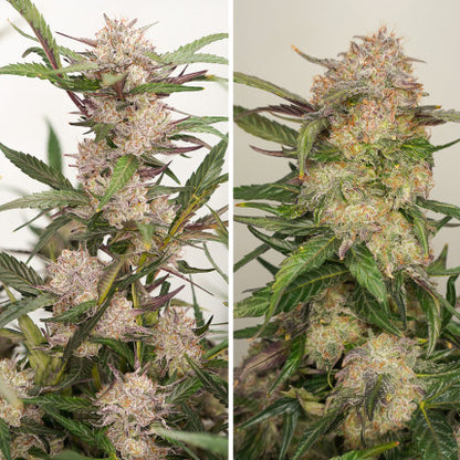 DUTCH PASSION - AUTO TRICHOME AND CREAM