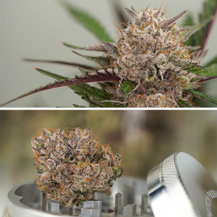 DUTCH PASSION - AUTO TRICHOME AND CREAM