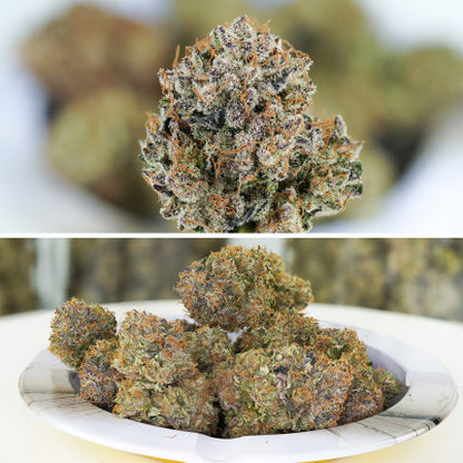 DUTCH PASSION - AUTO TRICHOME AND CREAM
