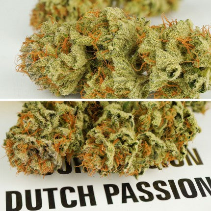 DUTCH PASSION - MOKUM'S TULIP AUTO