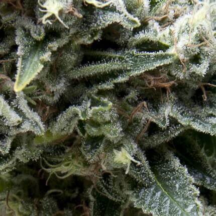 PYRAMID SEEDS - NEW YORK CITY AUTO