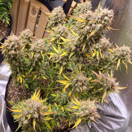 DUTCH PASSION - NIGHT QUEEN AUTO