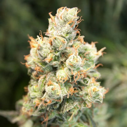 DUTCH PASSION - ORANGE BUD AUTO